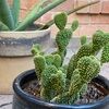 cactisunshine